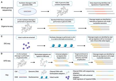 Off-Target Analysis in Gene Editing and Applications for Clinical Translation of CRISPR/Cas9 in HIV-1 Therapy